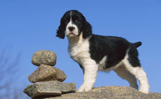 史宾格犬怎么养 英国史宾格犬饲养方法及注意事项