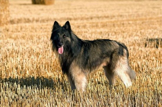 比利时牧羊犬价格是多少 纯种比利时牧羊犬多少钱一只