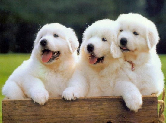 大白熊犬多少钱一只 大白熊犬幼犬价格2
