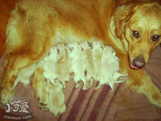 金毛犬产后怎么照顾 金毛寻回犬产后护理方法