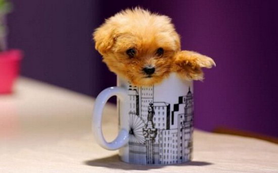茶杯泰迪犬多少钱一只 茶杯泰迪犬价格1