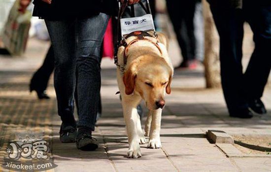 导盲犬可乘坐地铁 拒载导盲犬需要法律扫盲
