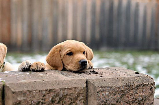 2个月的小拉布拉多犬怎么养 拉布拉多犬饲养指南手册