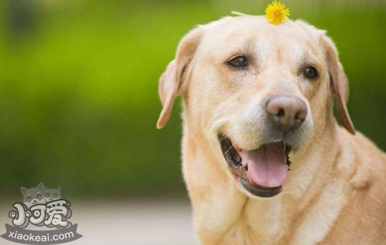 导盲犬是什么狗 认真工作的导盲犬你知道是什么品种吗？
