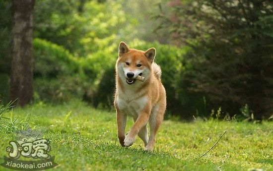 柴犬怎么训练出门跟随 柴犬跟随散步训练教程2