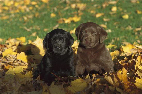 2个月的小拉布拉多犬怎么养 拉布拉多犬饲养指南手册1