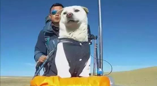 暖心！流浪狗“赖”上背包客，一人一狗徒步5千多公里