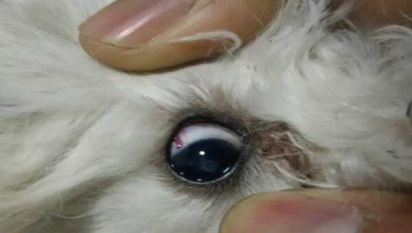 哪种狗易得遗传眼科疾病？牧羊犬、大型犬都中枪！