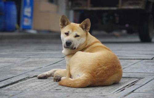 合肥发布首份养犬报告，饲养中华田园犬有20422只