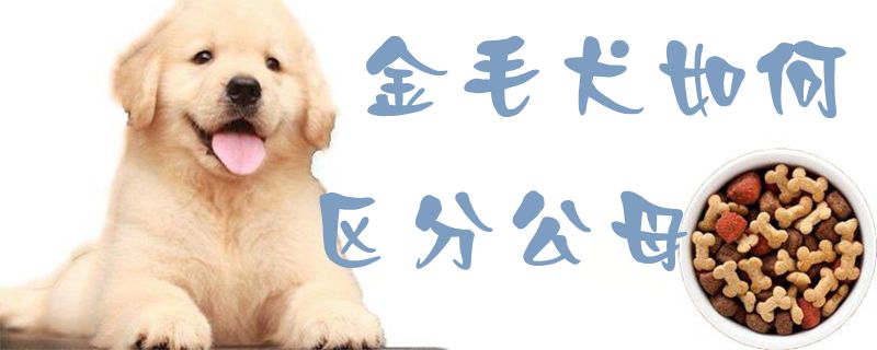 金毛犬如何区分公母