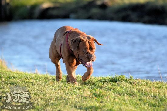 波尔多犬出门跟随怎么训练 波尔多犬出门跟随训练方法
