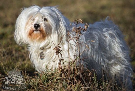 哈瓦那犬患皮肤病怎么治 哈瓦那犬皮肤病治疗方法