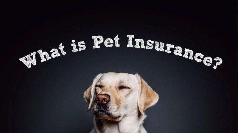平安加码布局宠物险之后，腾讯微保也宣布入局，宠物保险这阵“风”是怎么吹起来的？