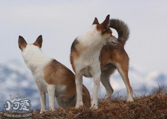 挪威伦德猎犬耳朵怎么清洁 挪威伦德猎犬耳朵护理方法