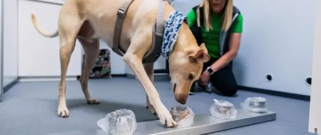 多国使用嗅探犬检测新冠