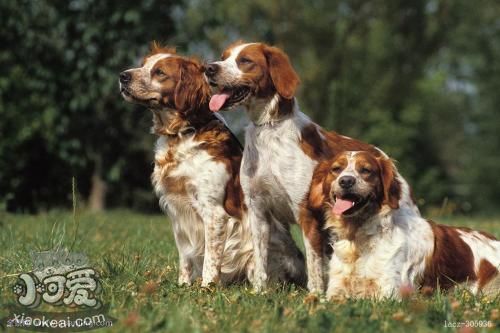 布列塔尼犬便秘怎么办 布列塔尼犬便秘解决办法