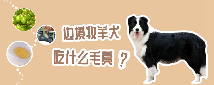 边境牧羊犬吃什么毛亮