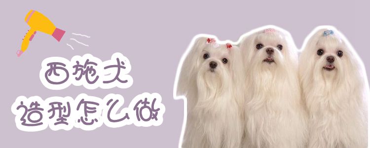 西施犬造型怎么做