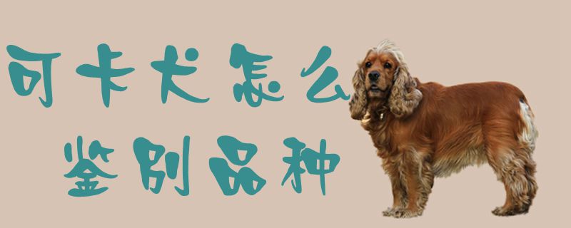 可卡犬怎么鉴别品种