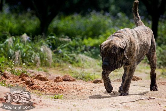 加纳利犬怎么训练 西班牙加纳利犬训练技巧