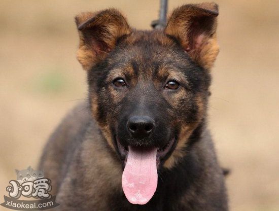 昆明犬拉稀有哪些原因 昆明犬拉肚子解决方法