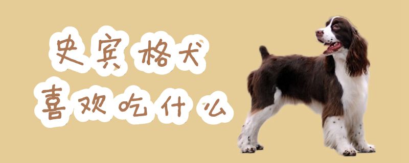 史宾格犬喜欢吃什么