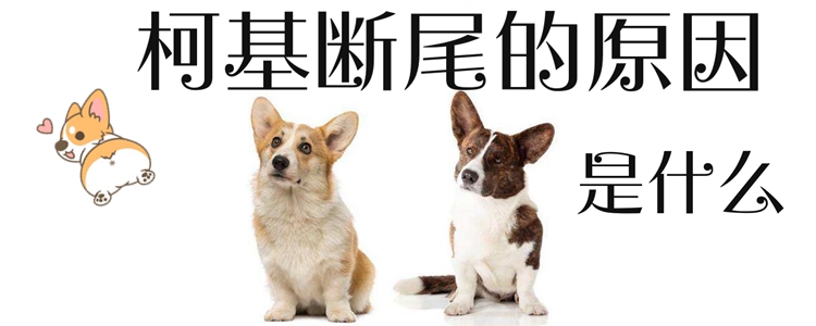 柯基犬为什么要断尾1