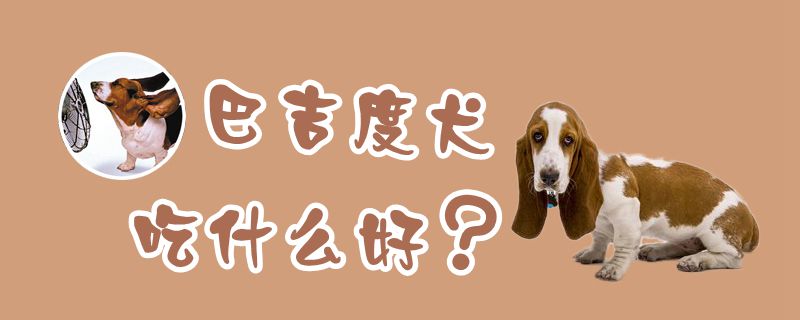 巴吉度犬吃什么好