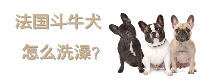 法国斗牛犬怎么洗澡