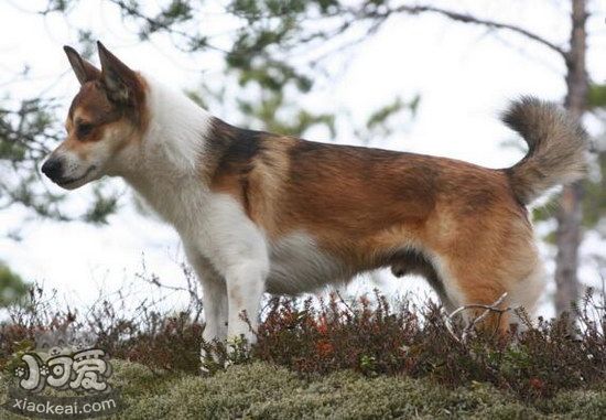 挪威伦德猎犬叼东西怎么训练 挪威伦德猎犬捡东西训练教程