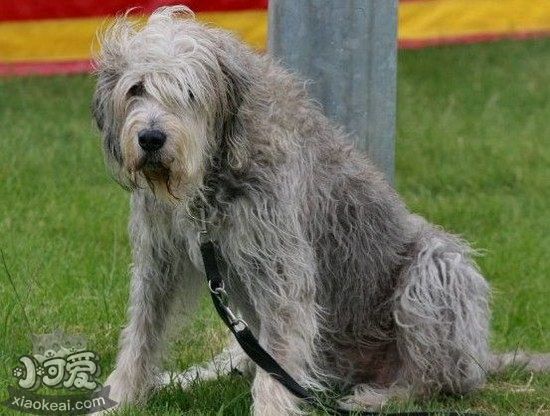 奥达猎犬随行怎么训练 猎水獭犬出门随行训练方法