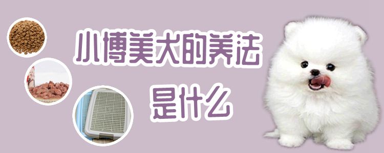 小博美犬的养法是什么