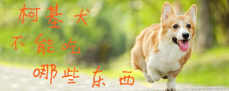 柯基犬不能吃哪些东西