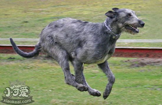 爱尔兰猎狼犬坏习惯怎么纠正训练教程