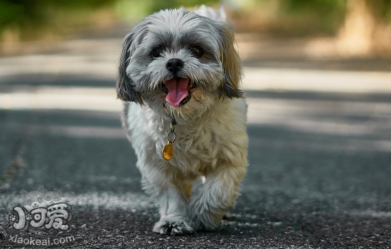 怎么挑选狗狗幼犬 有四个方面要注意！