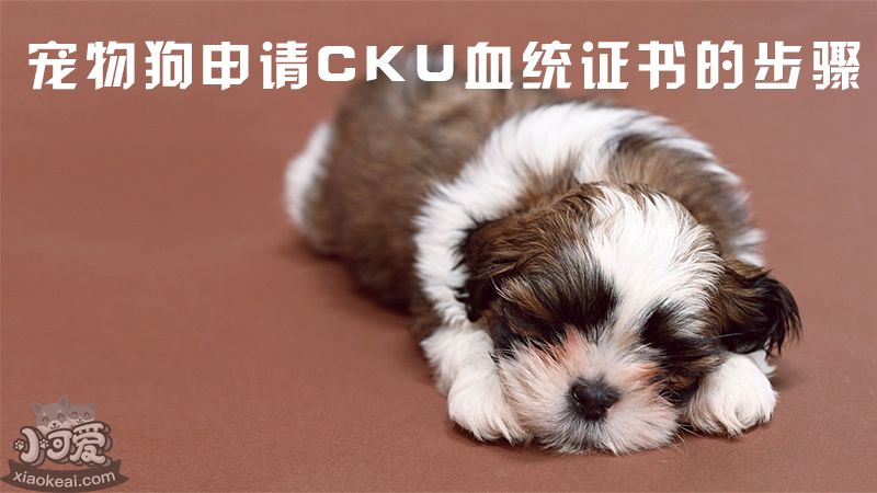 宠物狗申请CKU血统证书的步骤