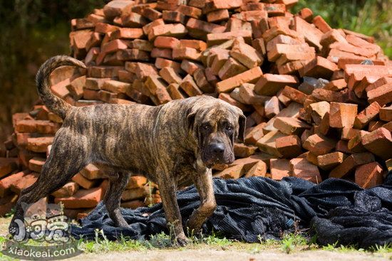 加纳利犬呕吐怎么办 西班牙加纳利犬呕吐处理方法