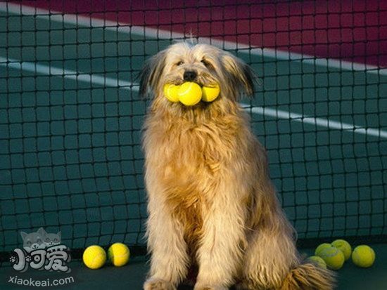 如何训练猎水獭犬站立 奥达猎犬站立训练心得