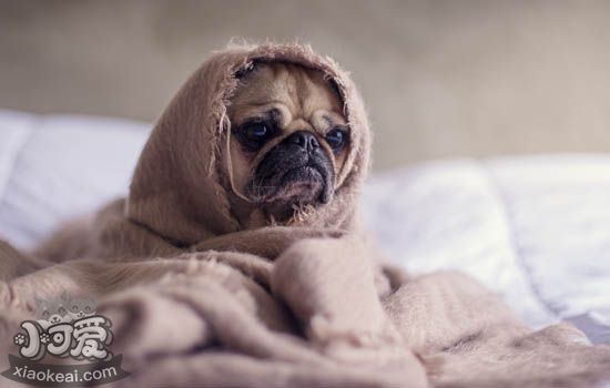 贵宾犬什么时候绝育好 贵宾犬绝育有哪些好处哪些坏处