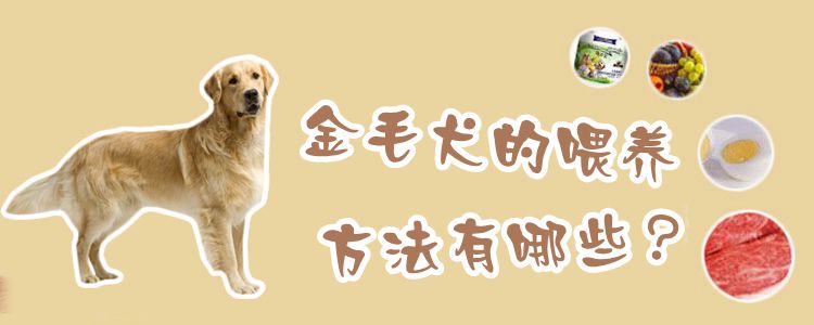 金毛犬的喂养方法有哪些