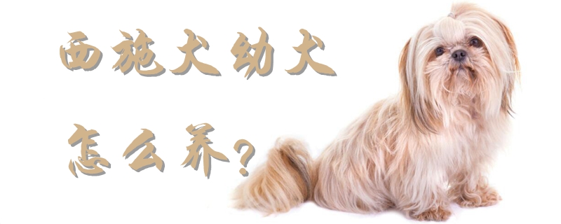 西施犬幼犬怎么养