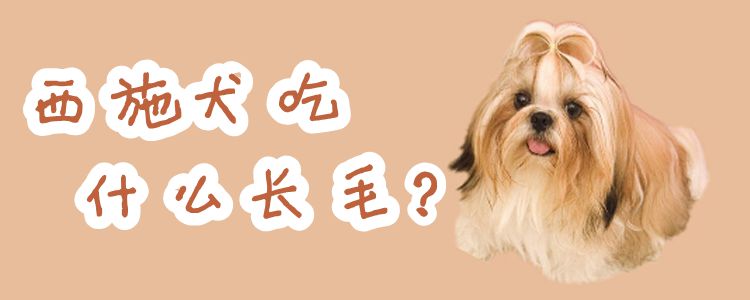 西施犬吃什么长毛