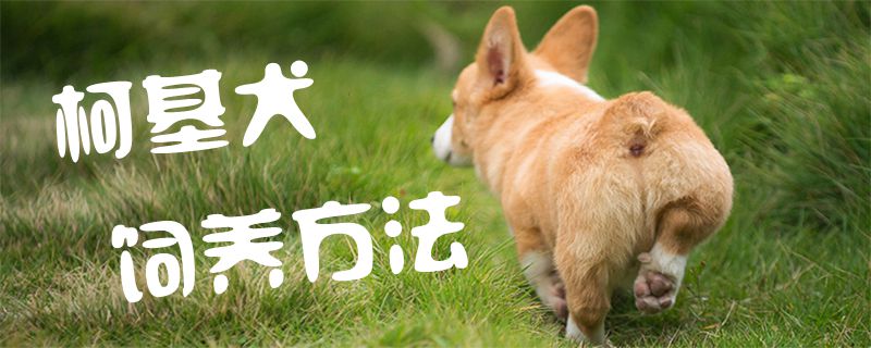 柯基犬饲养方法