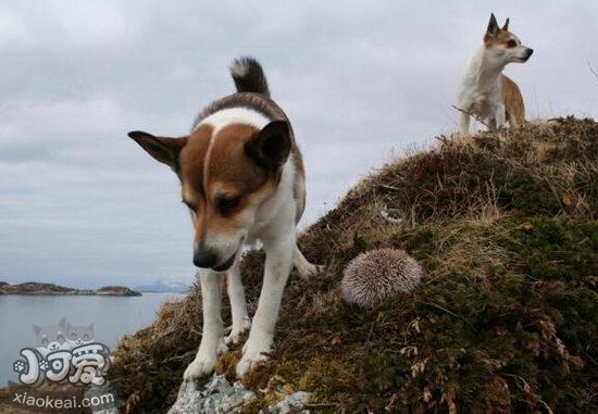 挪威伦德猎犬卧倒怎么训练 挪威伦德猎犬趴下训练教程