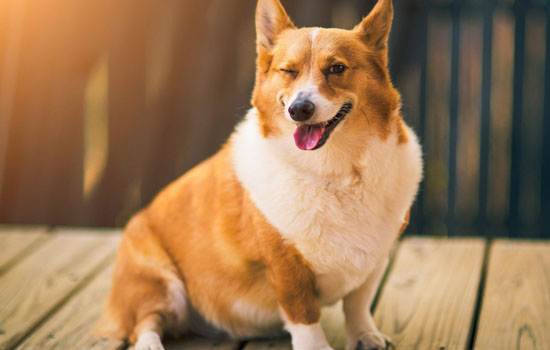 柯基的优缺点你知道吗 柯基犬到底怎么样