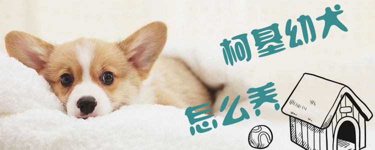 柯基幼犬怎么喂养1