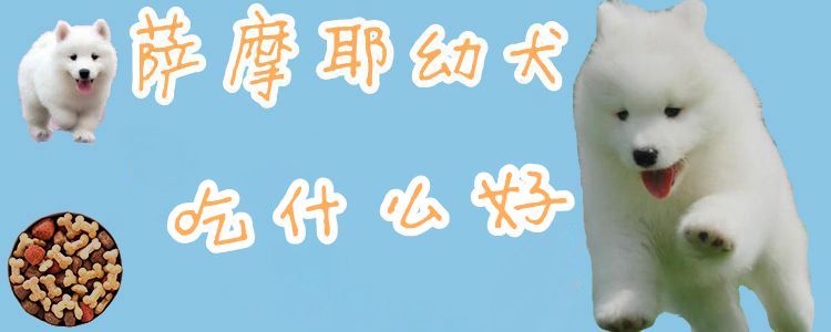 萨摩耶幼犬吃什么好