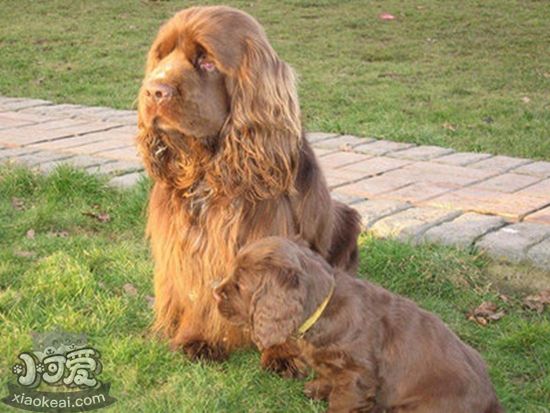 苏塞克斯猎犬皮肤瘙痒怎么回事 皮肤瘙痒解决办法