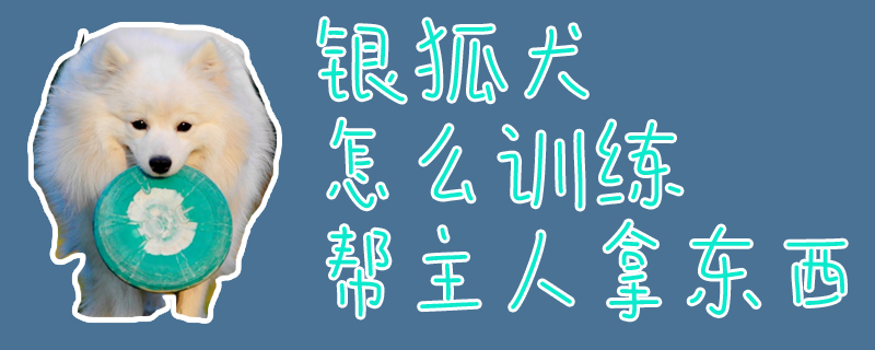 银狐犬怎么训练帮主人拿东西