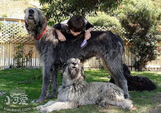 爱尔兰猎狼犬拉肚子怎么办 爱尔兰猎狼犬拉稀治疗办法